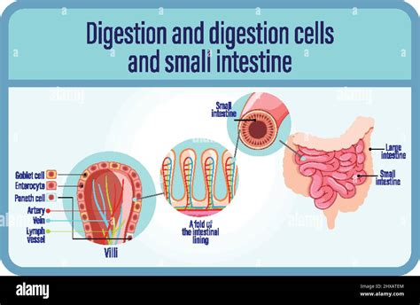 Small Intestine: Digestion & Nutrient Absorption Explained.