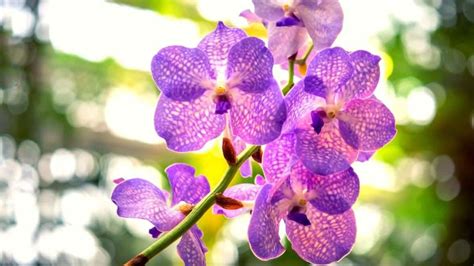 Small Purple Orchids
