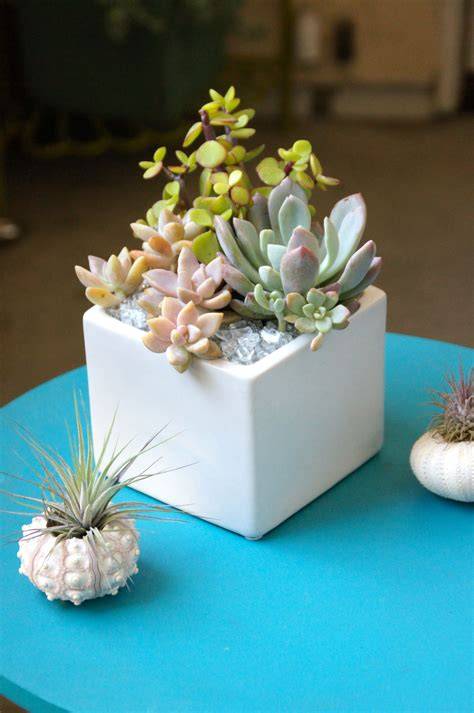 Small Succulent Arrangements In Pots