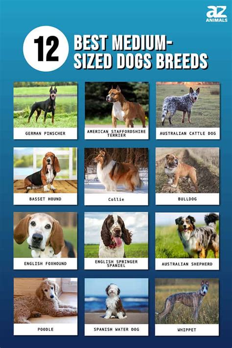 Small and Medium Breeds