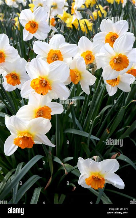 Small-Cupped Daffodils (Division 3)