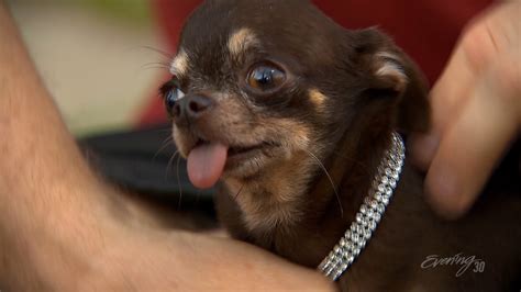 Guinness World Records 2014 Meet world's smallest dog Milly Metro News