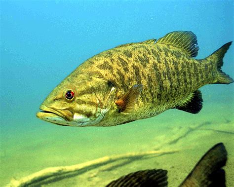 Smallmouth Bass Fish