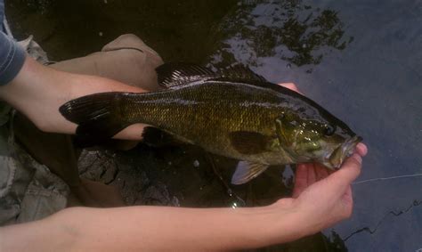 Smallmouth Bass in Milwaukee Rivers