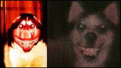 Smile Dog Dark Web