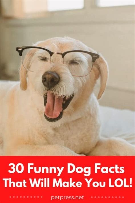 Smile Dog Facts