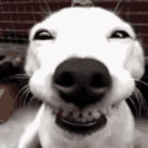 Smile Dog Gif