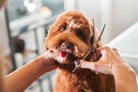 Smile Dog Grooming