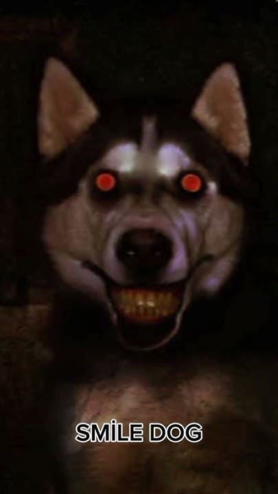 Smile Dog Nedir