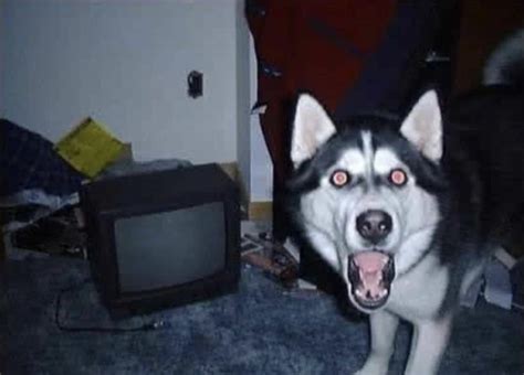 Smile Dog Picture Origin