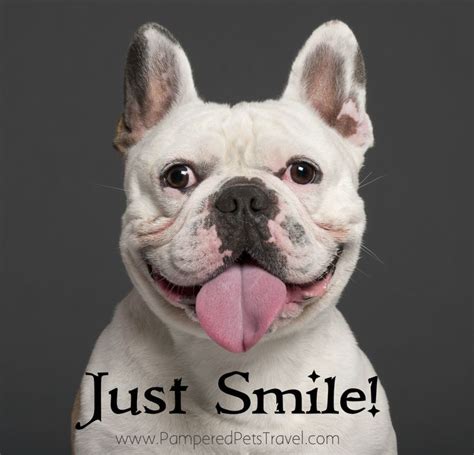 Smile Dog Quotes