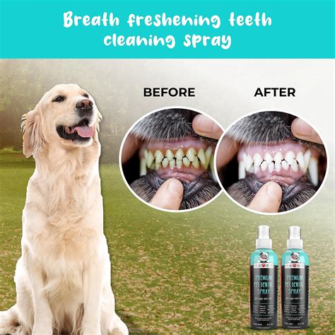Smile Dog Teeth Cleaning