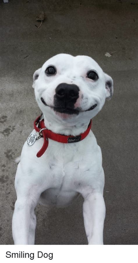 Smiley Face Dog