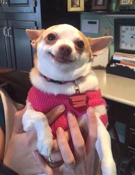 Smiling Dog Meme Chihuahua: The Adorable Internet Sensation