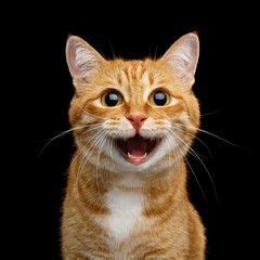 Smiling Ginger Cat Meme