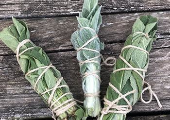 Smoking Mullein Leaves