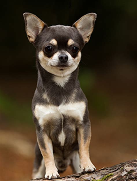 Smooth Coat Chihuahua Puppies: The Tiny, Lovable Companions