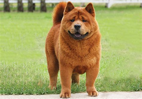 Smooth Coat chow chow D Chow chow dogs, Chow chow puppy, Cute dogs