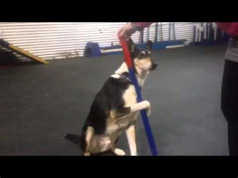 Smooth Collie Tricks