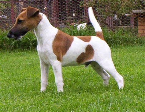 Smooth Fox Terrier