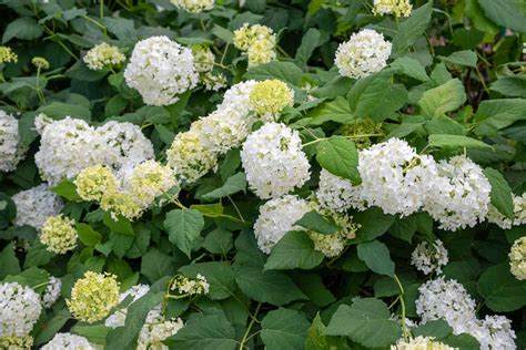 Smooth Hydrangea (Hydrangea arborescens)