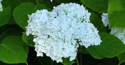 Smooth Hydrangeas (Hydrangea arborescens)