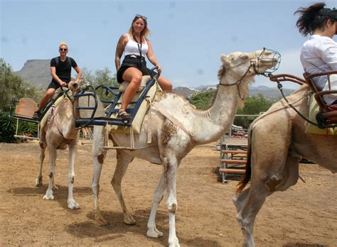 Tips for smooth Djerba camel ride experience