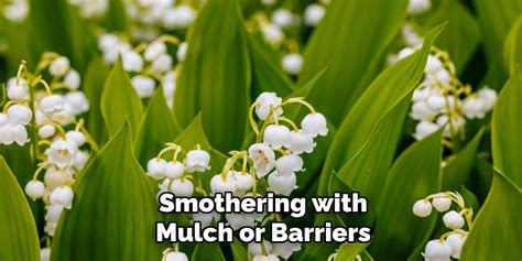 Smothering the Problem: Using Organic Barriers