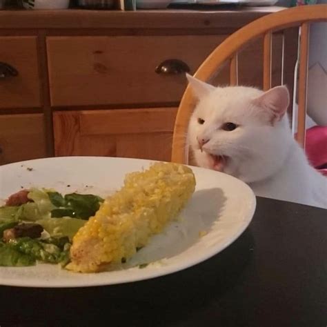 Smudge Dinner Cat Meme