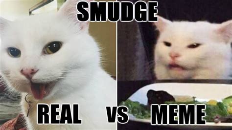 Smudge The Cat Meme Explained