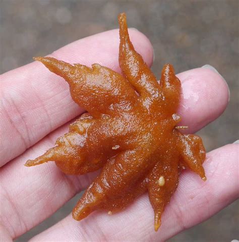 Snacks at Minoo Park