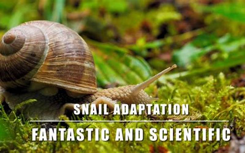 Snail Adaptation