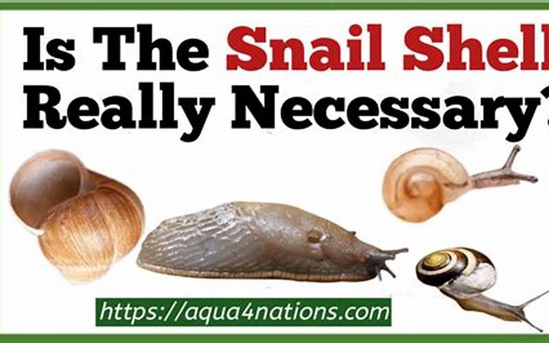 Snail Shell Adaptation