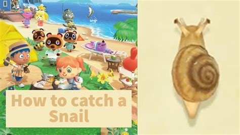 Discover the Fascinating World of Snail in Animal Crossing: New Horizons