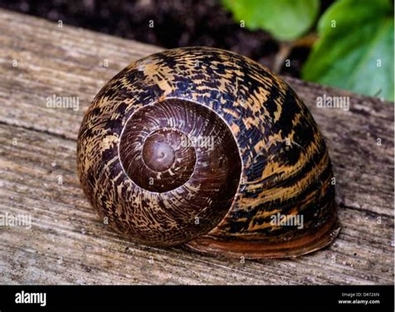 Snail Shell Pattern
