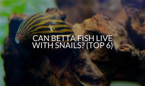 Snails With Betta Fish