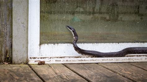 Snake Entering House Good Or Bad?