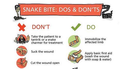 Snake Bites: First Aid & What To Do.