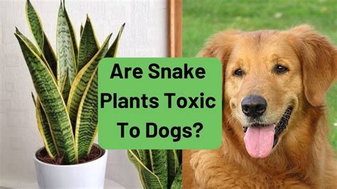Are Snake Plants Toxic To Dogs - Plants BQ
