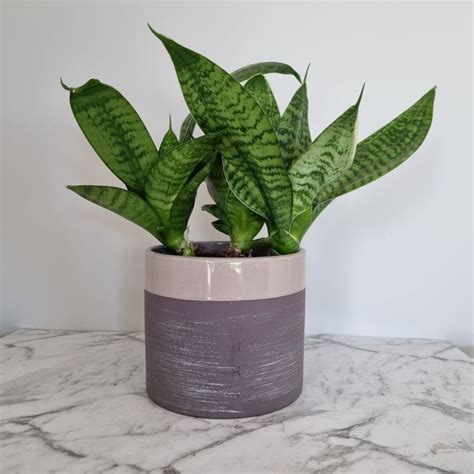 Snake Plant No Drainage: A Beginner's Guide To Growing Snake Plants Without Drainage Holes