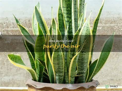 Snake Plant: The Air-Purifying Wonder