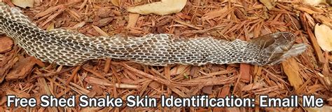 The Mystical Transformation: How Identifying a Snake's Shed Skin Can Unlock Secrets to its True Nature