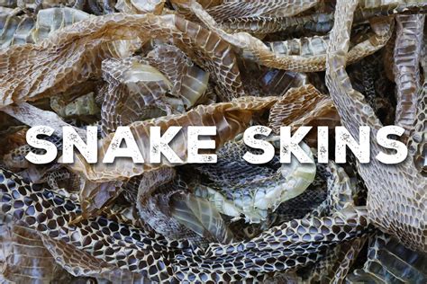 Unleashing the Hidden Story of Snake Skin Shed: Discovering Nature's Wonders