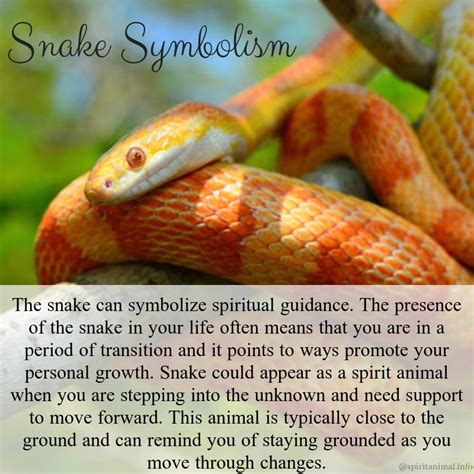 Snake Spirit Animal Meaning