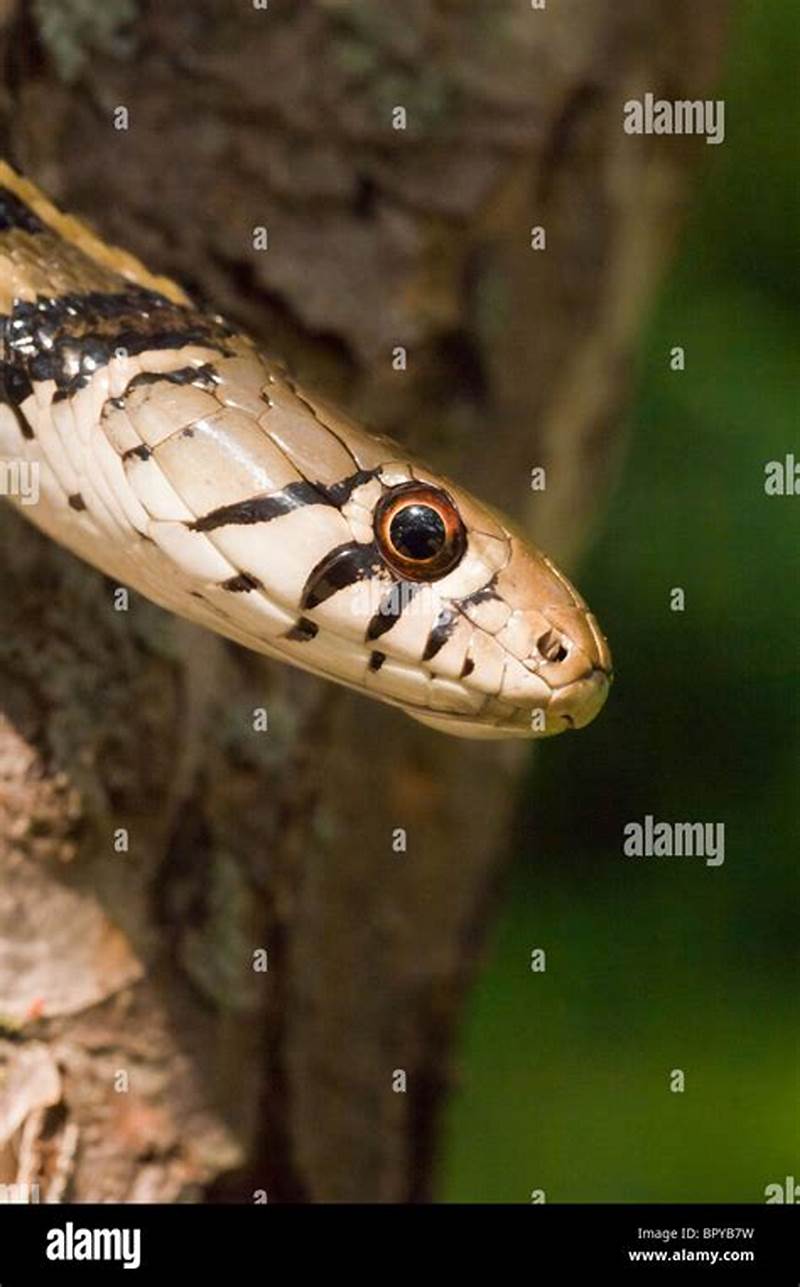 Snake With Checkerboard Pattern