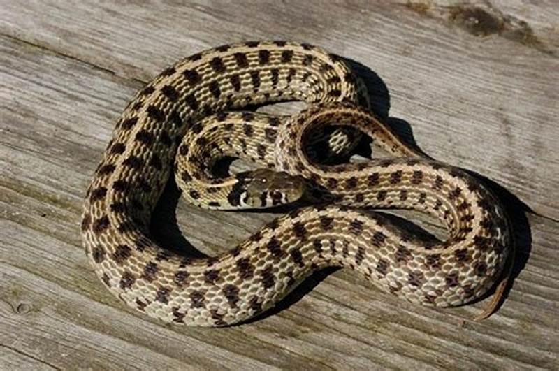 Snake With Checkered Pattern