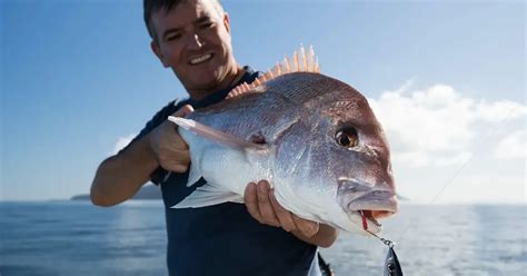 Snapper Fish Auckland