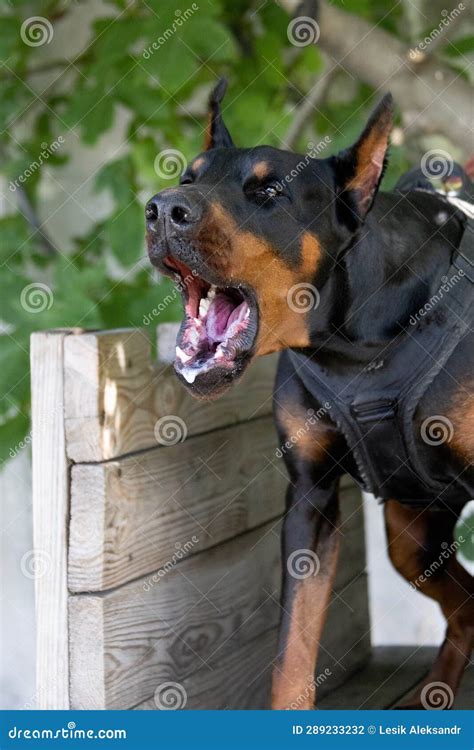 Snarling Doberman Pictures, Images and Stock Photos iStock