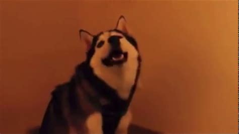 Sneezing Dog Meme
