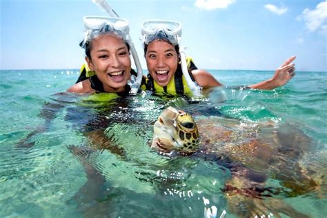 Snorkel Expectations Turtles